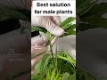 Have you tried this method with Male Plants? #growyourown