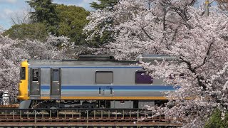 [ドクター東海×桜] キヤ95系DR1編成 高山線検測