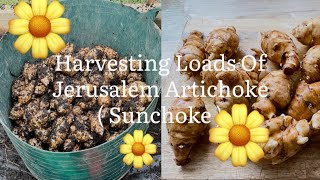 How To Harvest Jerusalem Artichoke, Harvesting Loads Of Sunchokes