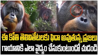 ఈ కోతి తెలివితేటలకు ఫిదా అవుతున్న ప్రజలు || THE intelligent monkey Latest News || srimediaprime