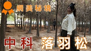 2019中科落羽松，公車交通資訊，拍照秘境怎麼去，最佳拍照時間，台中隱藏版網美拍照景點