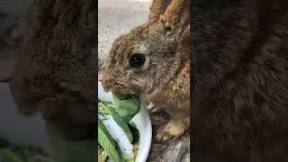 小松菜🥬もぐもぐする、うさぎさんの横顔も美しい💕🐰