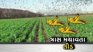 Banaskantha: તીડના ત્રાસથી જુઓ વાવ પંથકમાં સૌથી વધુ નુકસાન ક્યાં અને કયા પાકને થયું | VTV Gujarati