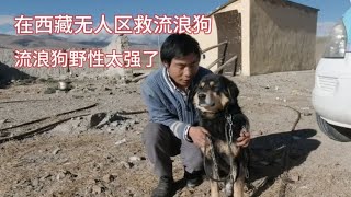 在西藏无人区救助流浪狗2个多月了，流浪狗的野性太强了【环华穷游】