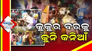 କୁକୁର ବର କୁ କୁନି କନିଆ || Metro Tv Odisha