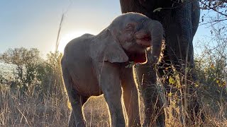 Golden Moments with Khanyisa and the Jabulani Herd