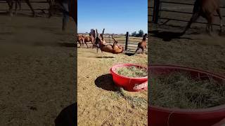 Horses that you can’t fighure out #foryou #funnyanimals #funny #funnyvideo #funnypets #horse