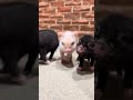 你好呀憨憨日常 乖巧宝宝 撸猪 小猪猪宝宝 小猪猪🐷