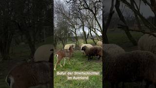 Bofur der Streitschlichter - Ein Mufflon unter Schafen #mufflon #Schafe #StreitenSchafe