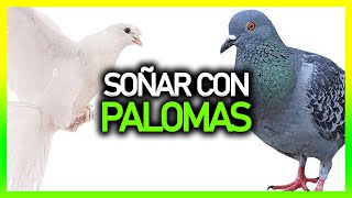 ► What does it mean to DREAM OF PIGEONS 🕊️ | Meaning of dreams 💤