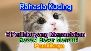 RAHASIA KUCING : 6 Perilaku yang Menandakan Rezeki Besar Menanti Pemiliknya