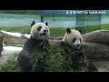 圓寶不認真吃正餐，一直想找保育員討點心 熊貓貓熊the giant panda yuan yuan and yuan bao 台北市立動物園