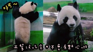 圓寶不認真吃正餐，一直想找保育員討點心|熊貓貓熊The Giant Panda Yuan Yuan and Yuan Bao|台北市立動物園