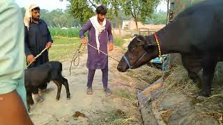 Dangerous Buffalo Out Of Control After Unloading - Very Heavyweight Baby Buffaloes Unloading