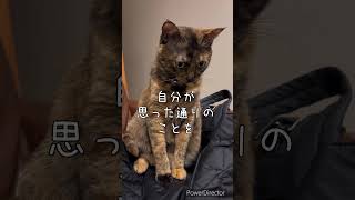 【猫でもわかる】潜在意識のおはなし #引き寄せ