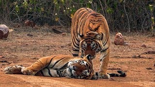 Courting Tigers form a Tight Bond | BBC Earth