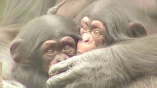 東山チンパンジー 双子の赤ちゃん 40  Chimpanzee twin baby