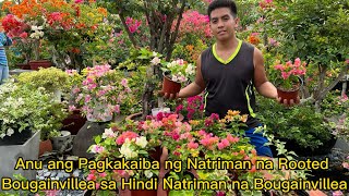 Anu ang Pagkakaiba ng Natriman na Rooted Bougainvillea sa Hindi Natriman na Bougainvillea