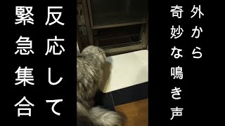 【猫動画】奇妙な鳴き声の正体＃怪奇＃威嚇＃怖がって集まる＃shorts