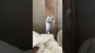 久々に再会した甥っ子(高2)に遊んでもらうリリー #cat #猫のいる暮らし #保護猫