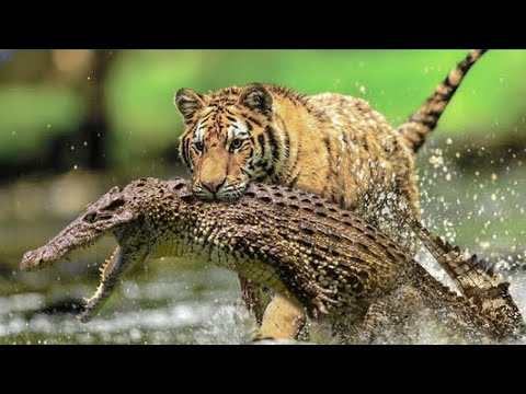 Most Horrible Moments When Big Cats Fought Against Crocodiles