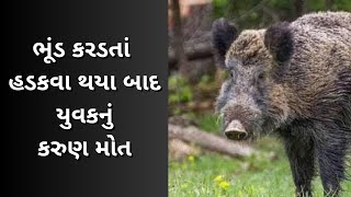 ભૂંડ કરડતાં હડકવા થયા બાદ યુવકનું કરુણ મોત; હડકવાની ભયંકર અસરનો વીડિયો આવ્યો સામે