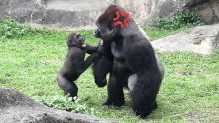 Gorilla Jabali kept chanllenging D'jeeco金剛猩猩迪亞哥拍Tayari後Jabali一直鬧把拔Ringo阻爸爸