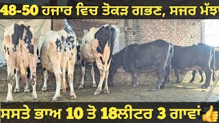 ਸਸਤੇ ਭਾਅ 3 ਮੱਝਾ ਅਤੇ 3 ਗਾਵਾਂ ਵੀਕਾਓ। cows and Buffalo for sale/vadiya farm/27-1-25