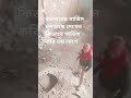 আলহামদুলিল্লাহ অবশেষে আবার কাজনতুন লাগে ৳কাজ নিয়ে আসলাম