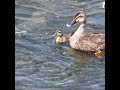 Duck adopt orphaned ducklings as mama own.