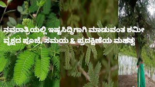 ಬನ್ನಿ ಮರದ ಪೂಜೆಯ ಪ್ರಾಮುಖ್ಯತೆ ಏನು ?ನವರಾತ್ರಿಯಲ್ಲಿ ಇಷ್ಟಸಿದ್ಧಿಗಾಗಿ ಮಾಡುವ ಶಮೀ ವೃಕ್ಷ ಪೂಜೆ, ಸಮಯ \u0026ಪ್ರದಕ್ಷಿಣೆ