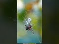 spider দের বড় একটি myth এভাবেই তারা সুতো তৈরি করে by factbong