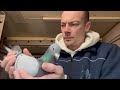 how to check if a hen is gonna lay an egg breeding racing pigeons