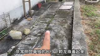 家门口长了一颗“龙珠草”，很多人一辈子没见过，拍给大家看一下