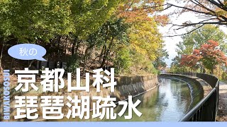 【京都山科さんぽ】秋の琵琶湖疏水（山科区間）2022   Kyoto Yamashina BIWAKOSOSUI