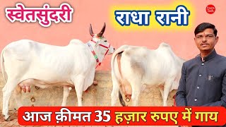 35 हज़ार से क़ीमत शुरू ✅ Super Size Tharparkar Sanchori Cow 👍 Cow Video Farm Talk #Dairy #Tharparkar