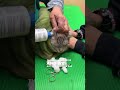 video of cat ear mites u0026 ear infection