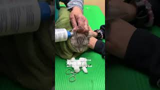 Video of Cat Ear Mites \u0026 Ear Infection !