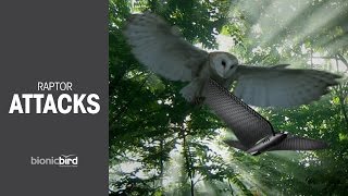 Raptor Attacks!