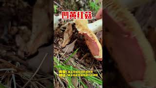 凹黄红菇，食毒不明，不要乱吃 野生菌 科普 采蘑菇 野生菌 大自然的馈赠