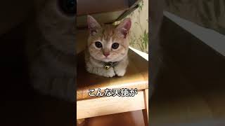 【猫動画】大きくなりましたw #shorts