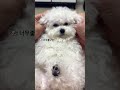 애견마사지🐶 미니비숑 강아지 강아지일상 강아지브이로그 dog 반려견 아기 cutedog 귀여운강아지