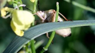 Insect 2 - Free HD stock footage