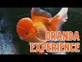 Oranda Goldfish | My Experience Keeping