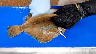 Direct Seafoods filleting tutorial: How to fillet a plaice