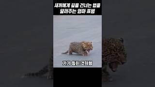 새끼들에게 길을 건너는 법을 알려주는 엄마 표범