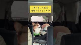 【コーギー】車に乗ると性格変わる犬 #shorts VOICEVOX:ずんだもん