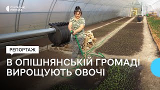 На Полтавщині в Опішнянській громаді вирощують овочі та зелень