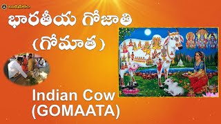 భారతీయ గోజాతి (గోమాత) Indian Cow (GOMAATA)