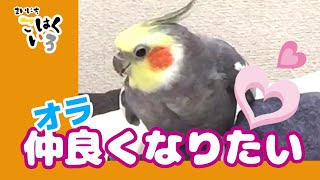 警戒心が強いオカメインコが人と仲良くなる瞬間 オカメインコこはく